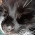 My cat wispy